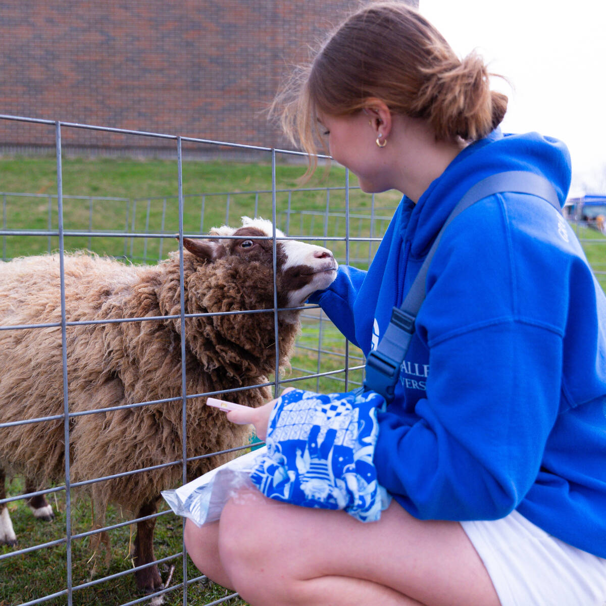 A student petting a fluffy brown sheep